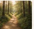 Sunlit forest path